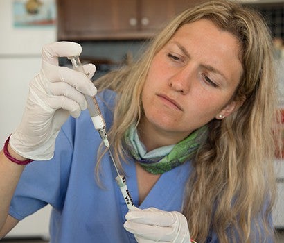 Kali Pereira preparing a vaccine dart