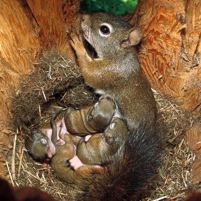 Mother squirrel in a nest with her babies. 