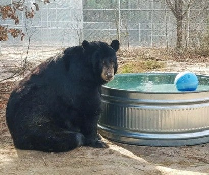 Tibor, a rescued black bear, with his new wading pool.