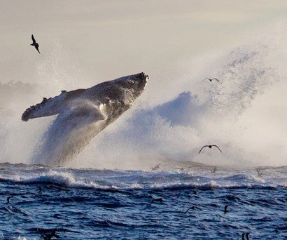 Whale breaching in Monterey Bay waters