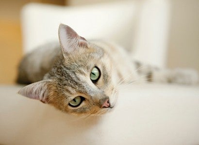 Pretty cat relaxing in a chair
