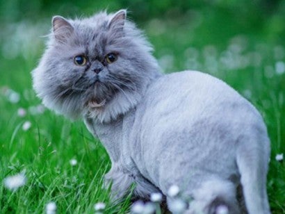 Beautiful grey cat named Puff