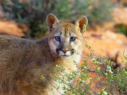 Portrait of a cougar in the wild