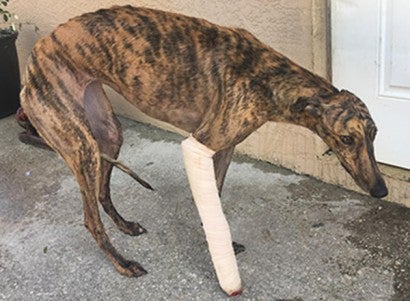 Greyhound with a broken leg