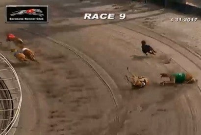 Collision during a greyhound race that left dog with broken leg. Dog was later destroyed.