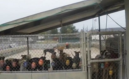 Greyhounds in a turnout pen