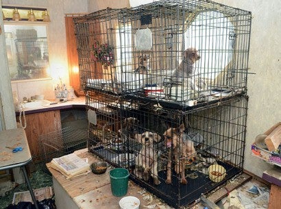 Dogs in stacked cages at a puppy mill