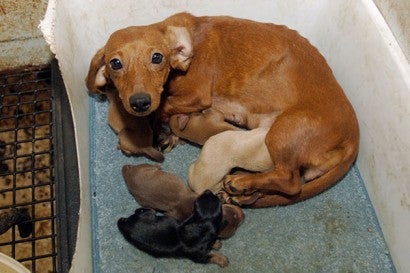 Momma dog and her puppies in filthy conditions at a puppy mill