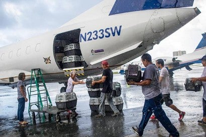 Volunteers putting animal crates into a plane