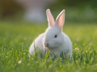 White rabbit in the grass