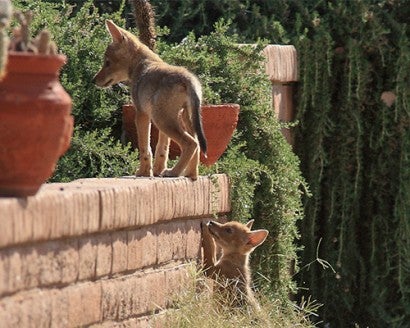 Coyote pups exploring in a residential backyard