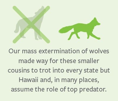 Mass wolf extermination caused other predator problems
