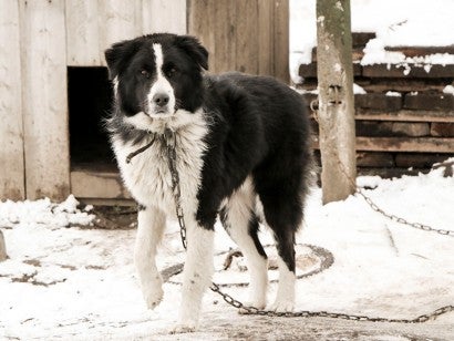 Sad dog chained outside in the cold snow. 