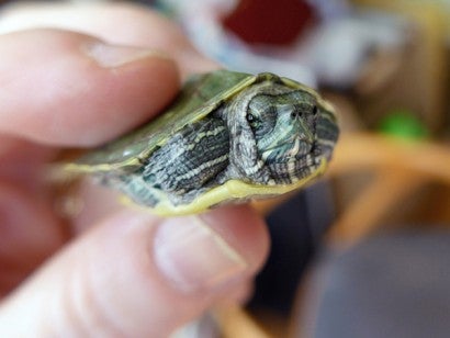 Closeup of a tiny turtle