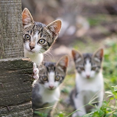 Curious but shy kittens peeking near a fence