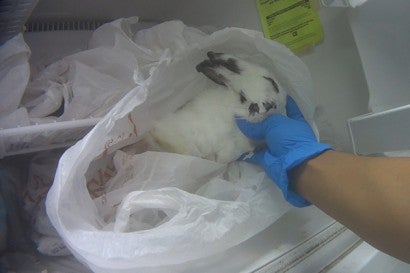 Dead bunny in freezer at Petland store