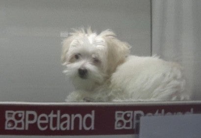 Puppy alone in a Petland display