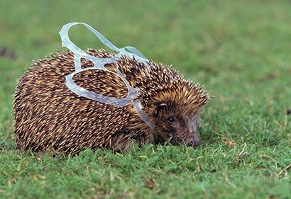 Hedgehog in grass with plastic wrapped around it's neck