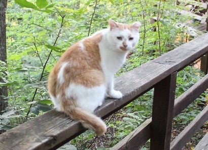 Floyd the cat sitting on a fence 
