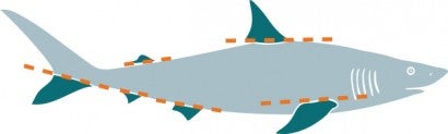 Diagram depicting the slices that would be made to a shark to remove the fins in the shark finning trade