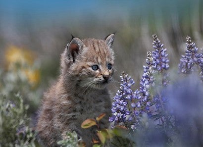 Bobcat kitten in a field with flowers