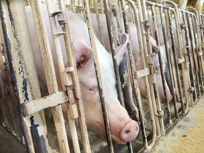 Pigs in gestation crates