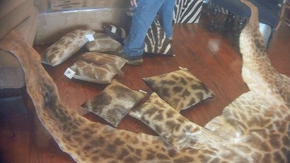 Pillows made from giraffe skins