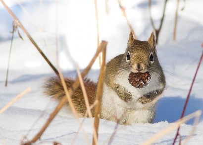Squirrel in the snow with a nut in her mouth