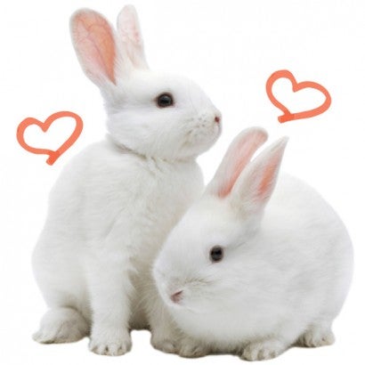 Portrait of two white bunnies