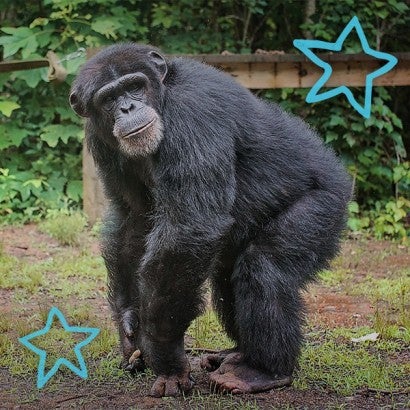Portrait of a chimp at Project Chimps Sanctuary