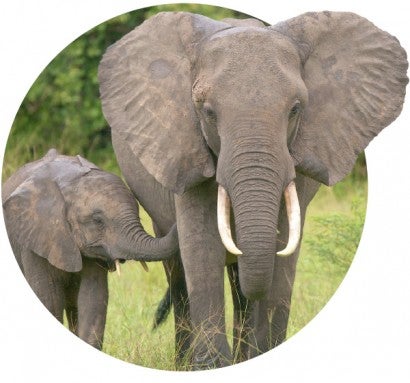 Adult and baby elephants in the wild