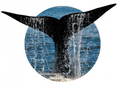 Right whale in the ocean
