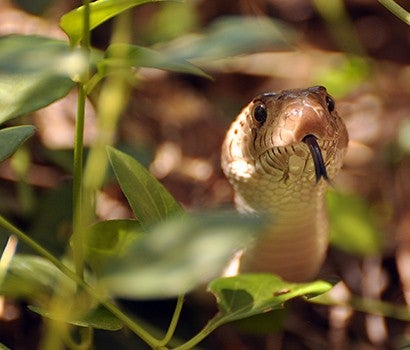 Gopher snake in grass with it's tongue out