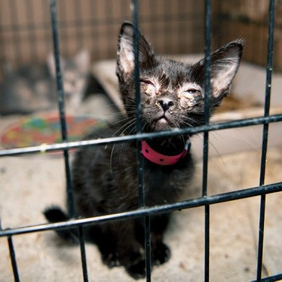 Tiny Tina the cat before she was rescued from an alleged neglect situation in Texas