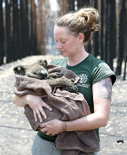 HSI's Kelly Donithan holding a koala rescued from Australia's wildfires