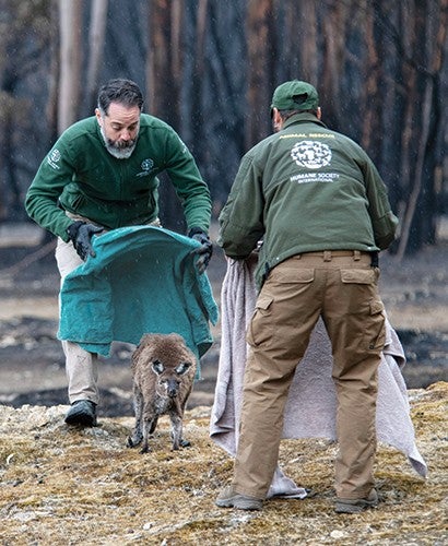 Patrick Brothers helping to rescue a kangaroo following Australia's wildfires