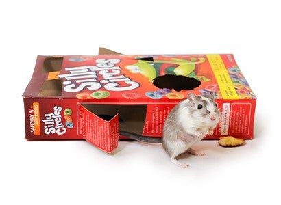 gerbil in front of a maze made out of a cereal box