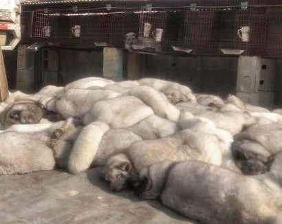 arctic fox at a fur farm in China are beaten over the head and thrown in a pile to be skinned