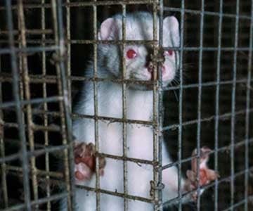 mink in a cage at a fur farm in Finland