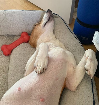 Beagle dog sleeping in dog bed.