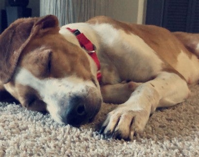 Beagle dog sleeping on carpet. 