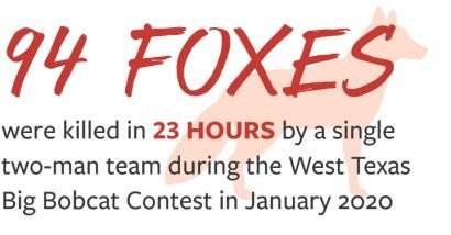 94 foxes were killed in 23 hours by a single two-man team during the West Texas Big Bobcat Contest in January 2020.