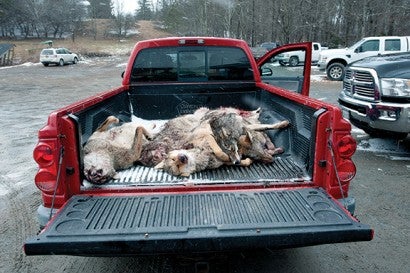 Dead coyotes in the bed of a pickup truck
