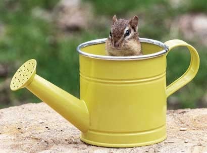 Chipmunk in watering can, outside