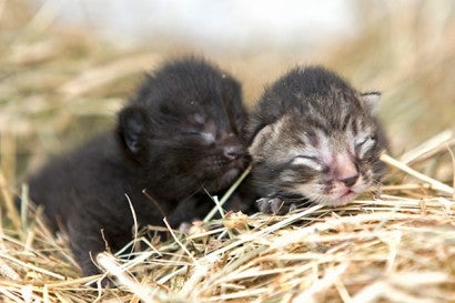 Two baby kittens sleeping