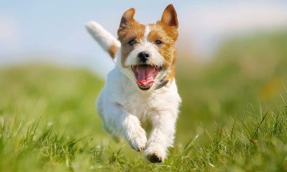 happy dog running outside in the grass
