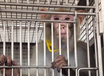 Monkey at an animal research lab