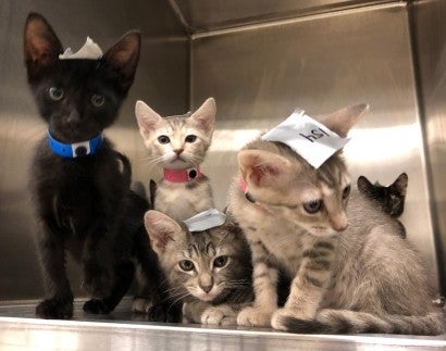 Kittens at a #SpayTogether clinic at Palm Valley Animal Society in Texas 