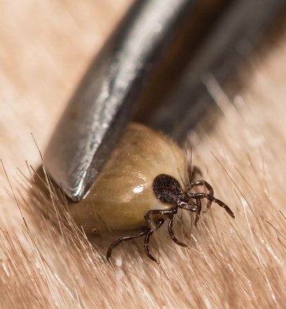 Tweezers pulling an engorged tick out of an animal 