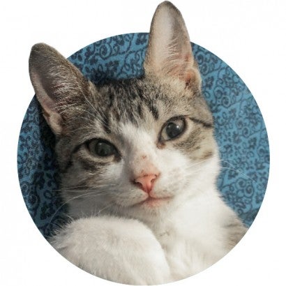Portrait of Lucky the cat; he has a white face that fades into calico toward his forehead and ears.